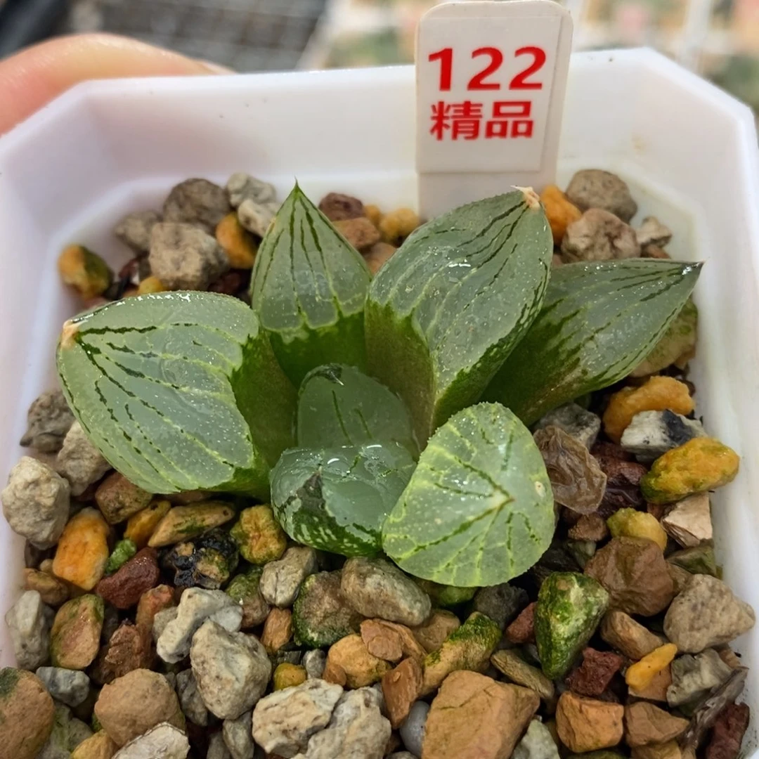 122虞美人十二卷多肉