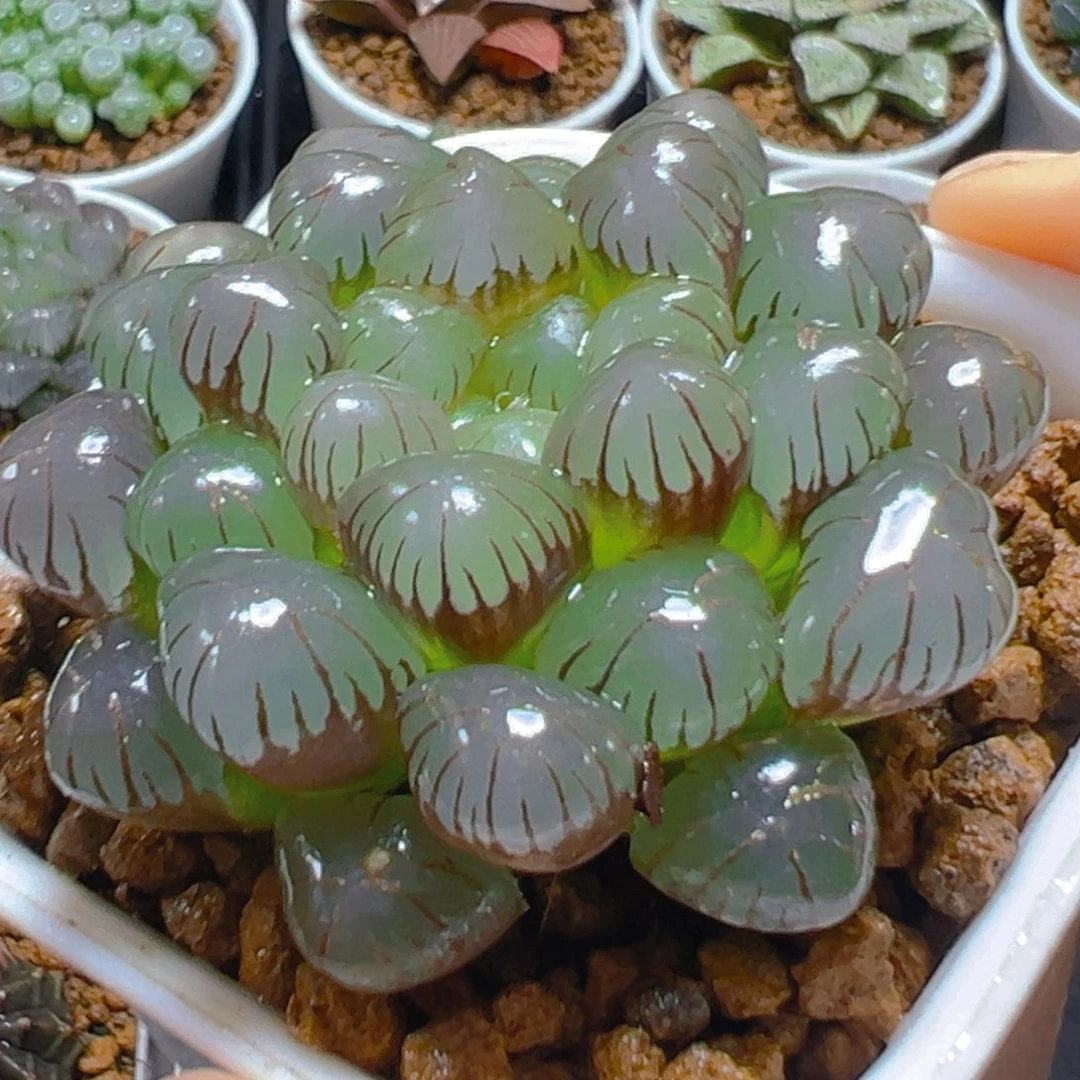 紫姬冰灯玉露多肉多肉多肉：