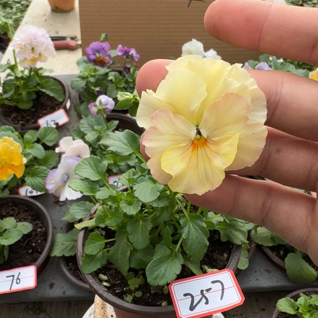 大部分花苞少量开放257