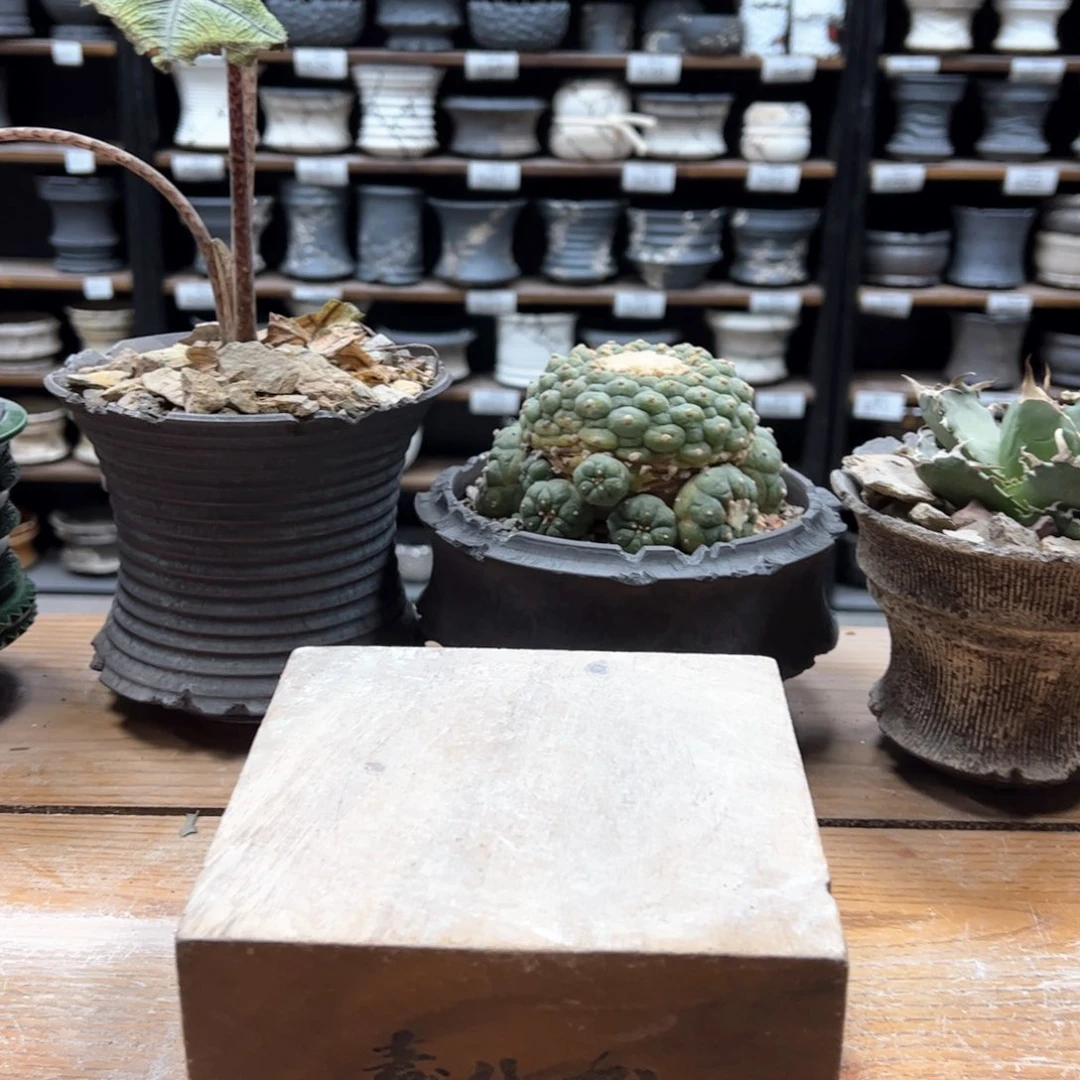 素八九陶瓷内11级福利小****7