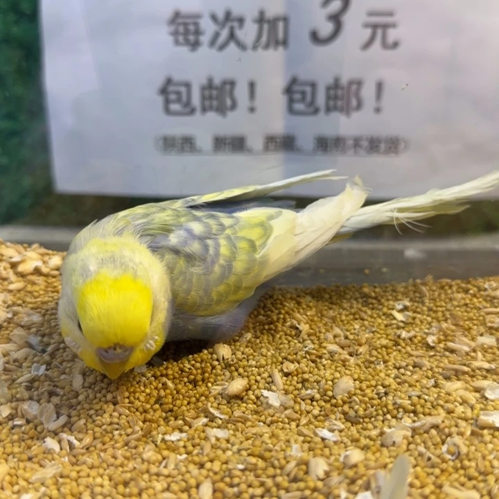 虎皮鹦鹉大头虎皮鹦鹉