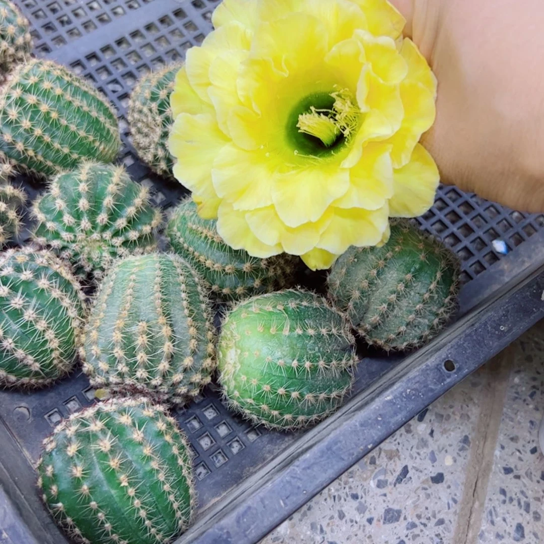 下3彩草精灵歪无根侧芽4公分左右20包邮