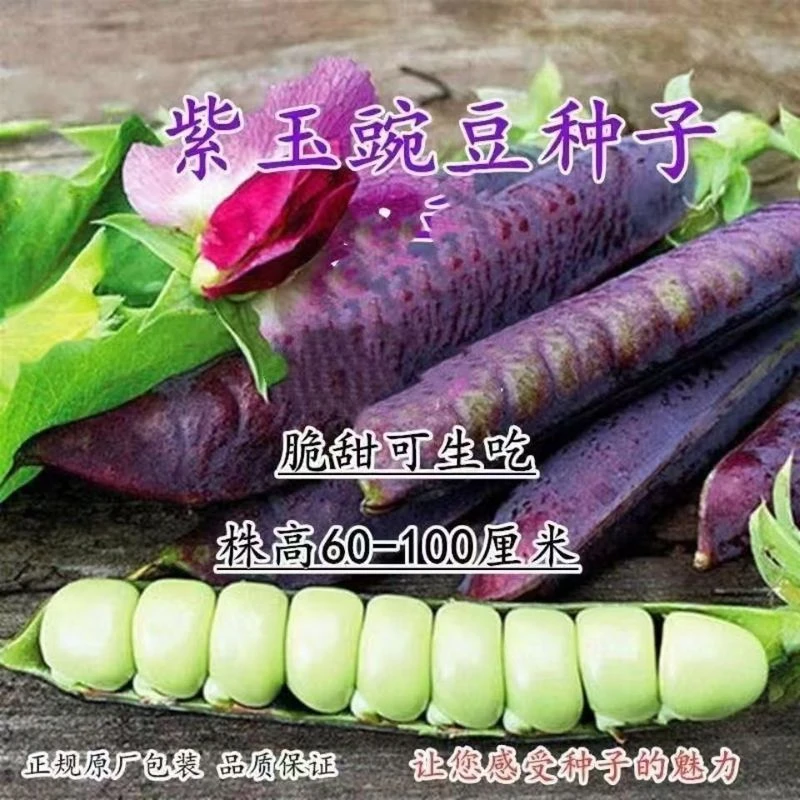 【全店满五包邮】紫玉豌豆种子吃荚脆甜豌豆种子非转基因荷兰豆种子