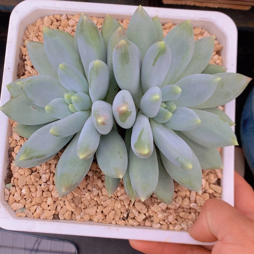 【闪购商品】胖体哥特