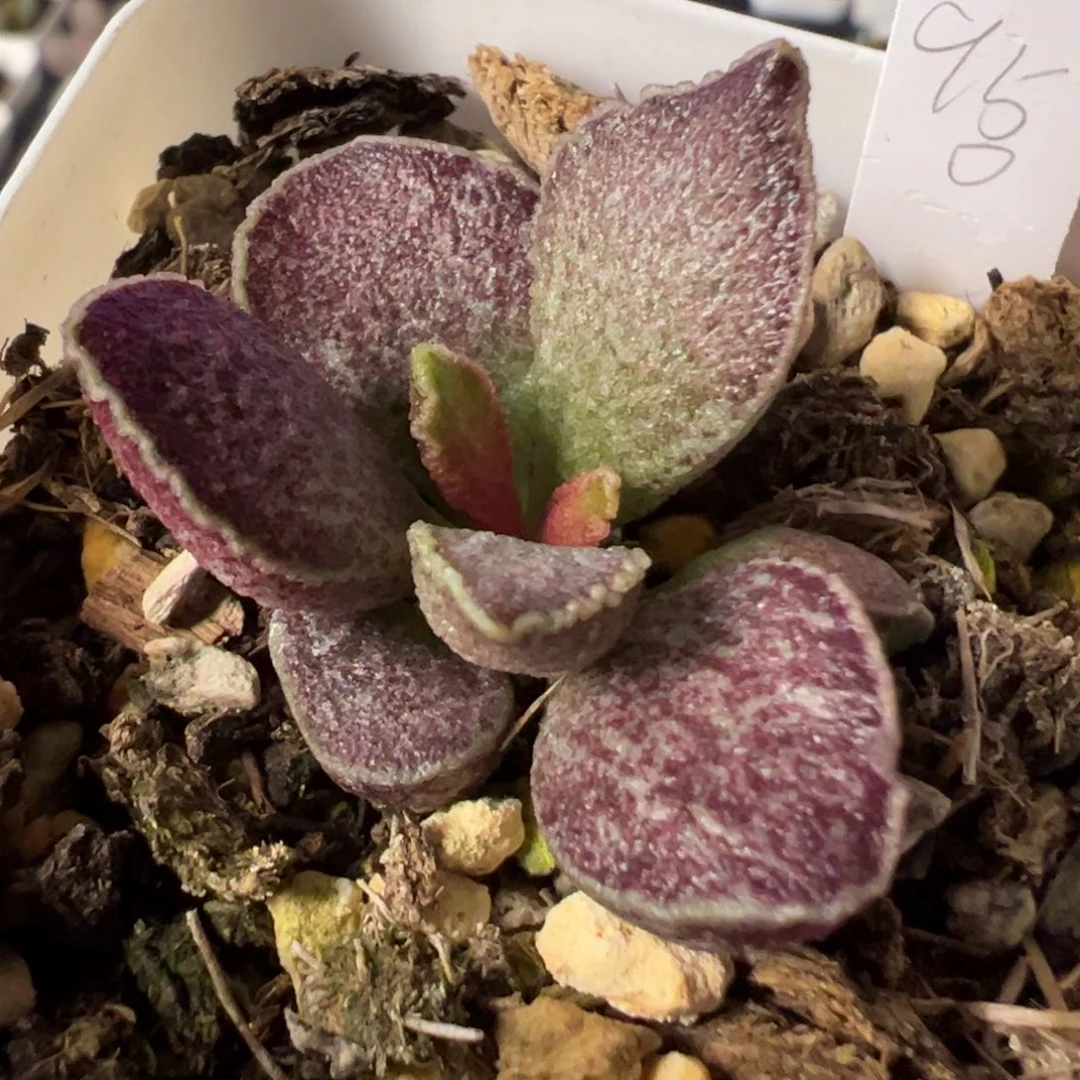 实生新品多肉植物水泡多肉植物