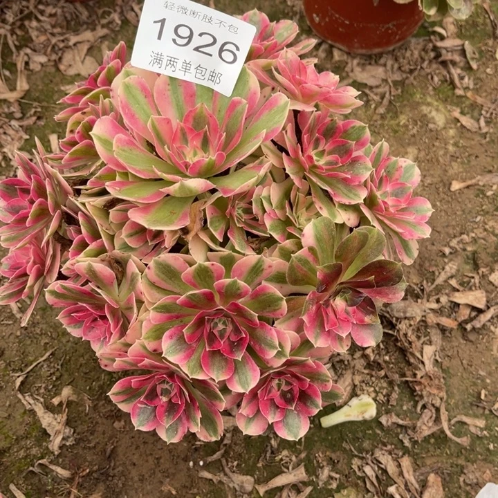 1926女巫的人多肉的