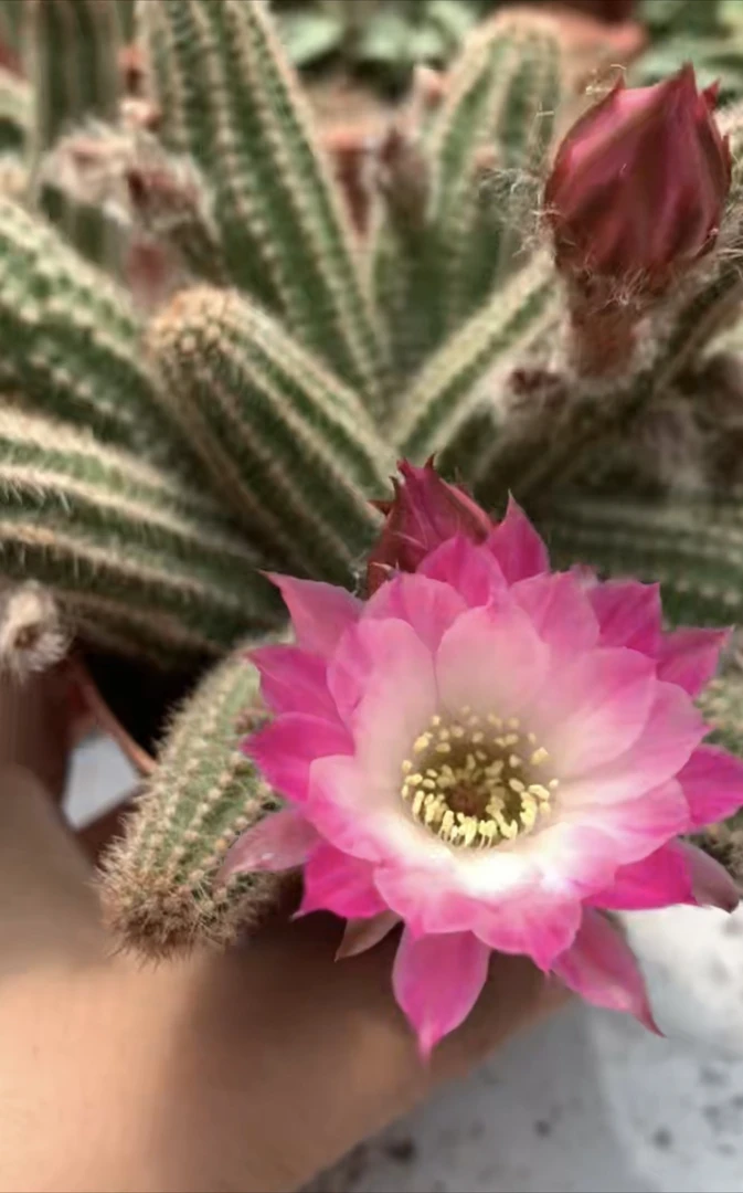 白檀专属链接仙人球鲜花室内绿值毛花柱仙人球彩草仙人球