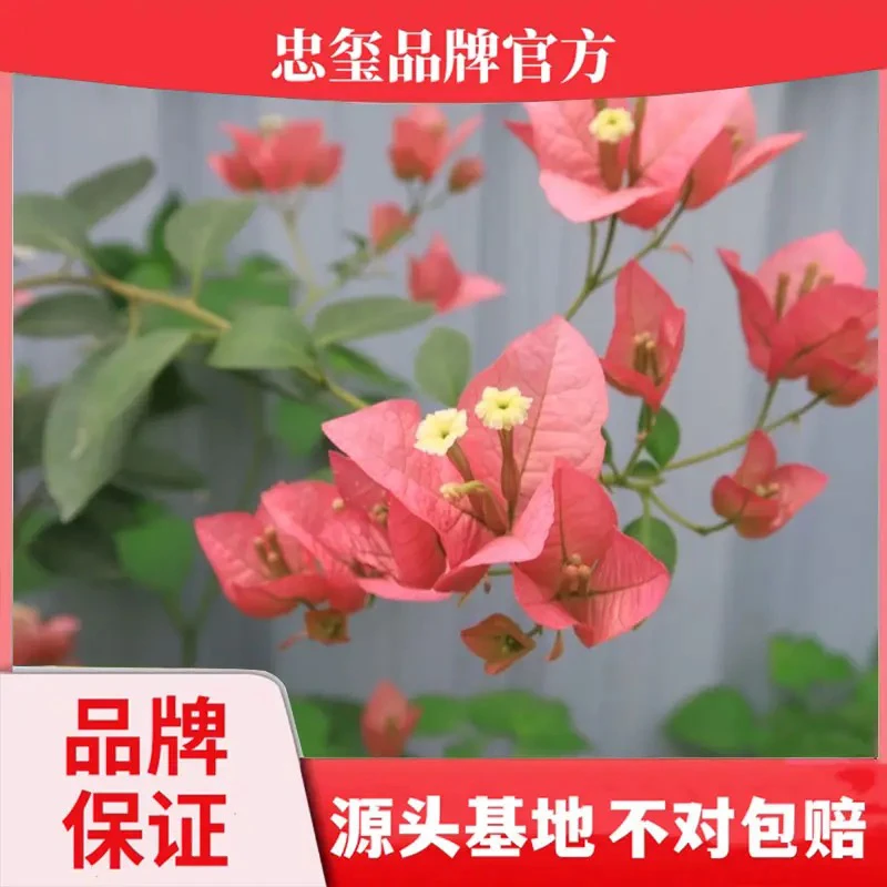 卡雅塔 三角梅品牌精品带花 发货四季开花可爬藤垂吊