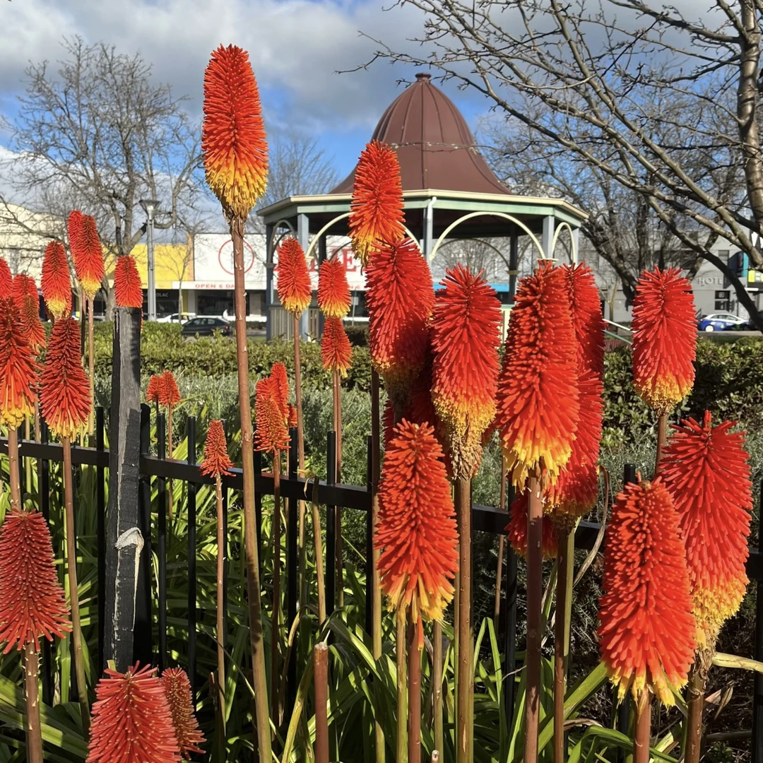 火炬花 木瓜棒冰 多年生 耐寒耐热 阳台花园庭院盆栽地栽花镜植物