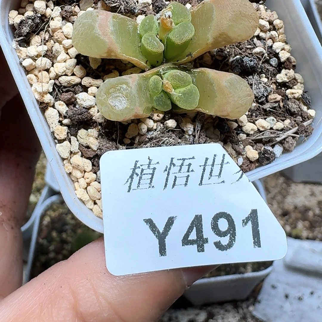 491盒多肉植物哇c f