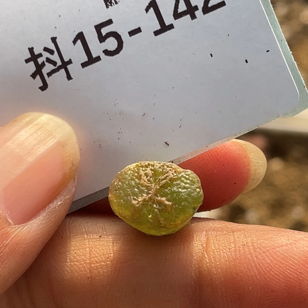 叁**呀15-142肉锥多肉植物