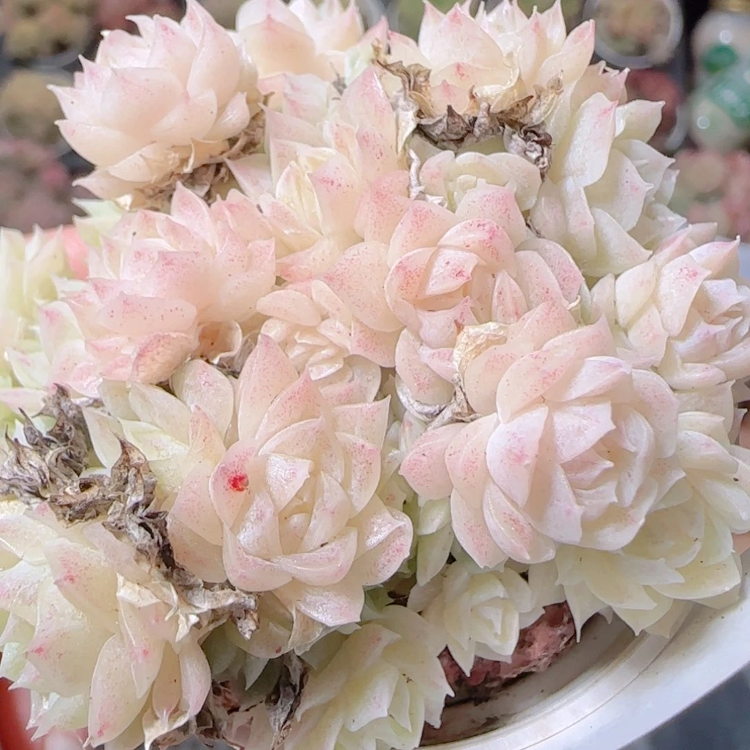 甜***菜花语逸镜1130-47散