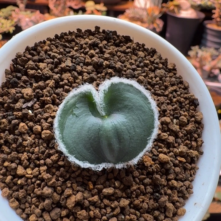 毛爱心576 仙人球