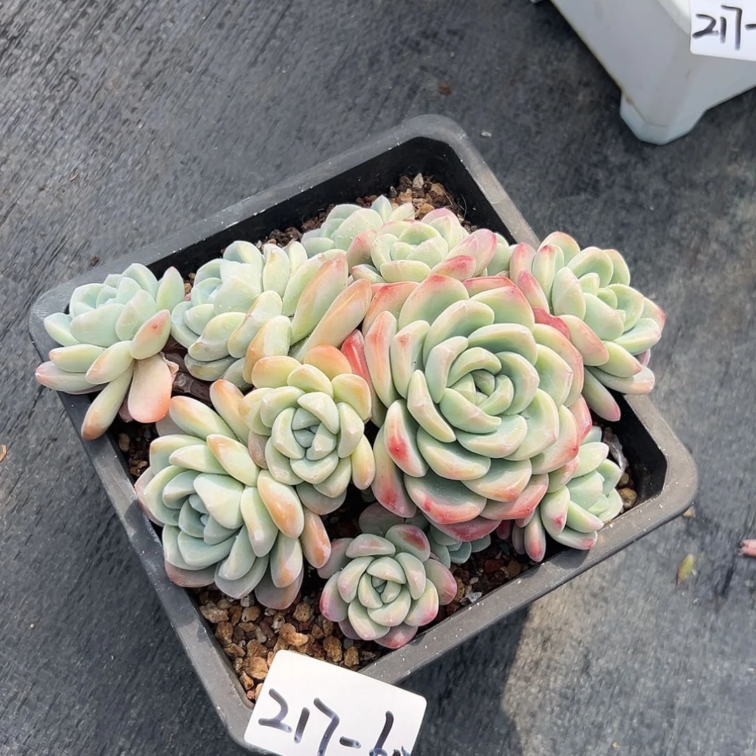 217-60冰玉多头多肉