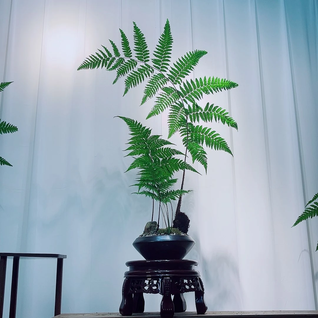 无花朵绿植盆景蕨类植物