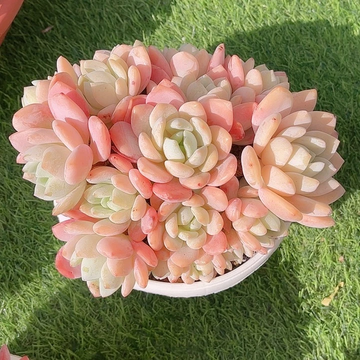 韩版冷香精品多肉