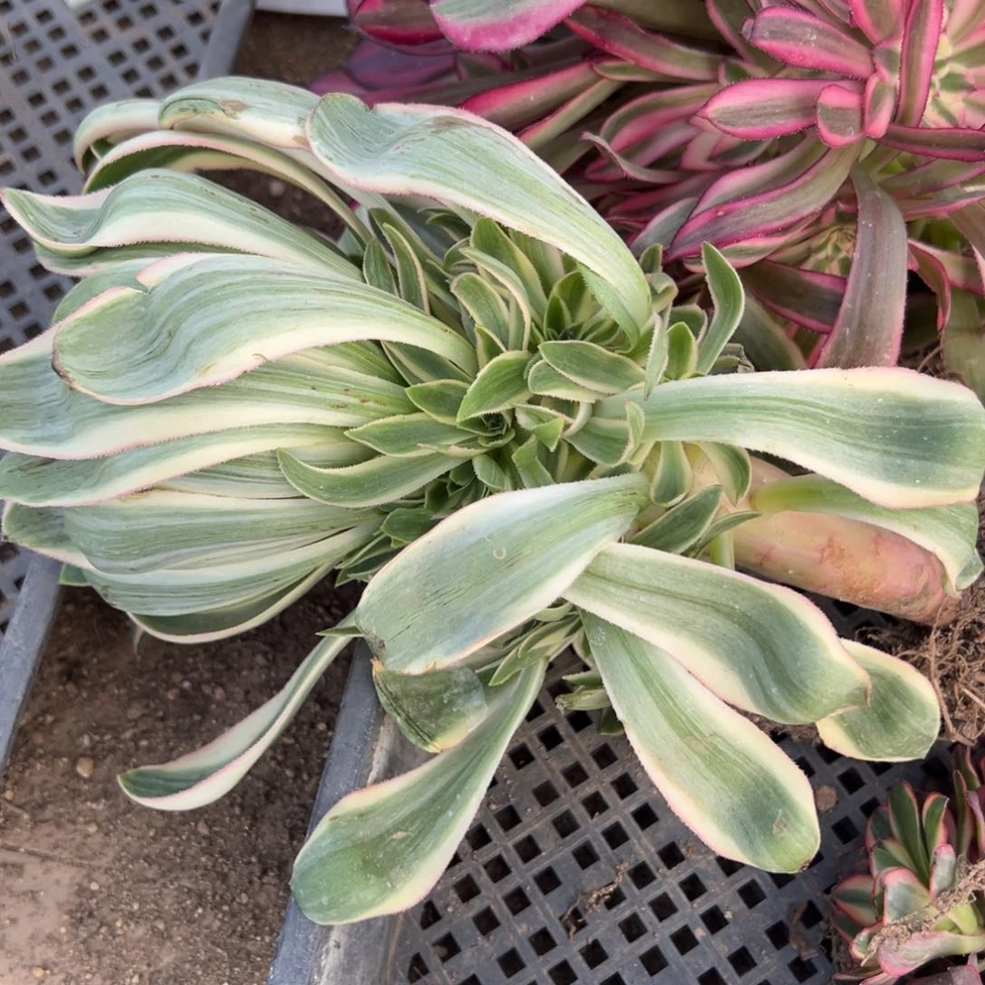 青连捧花量多肉1颗多肉