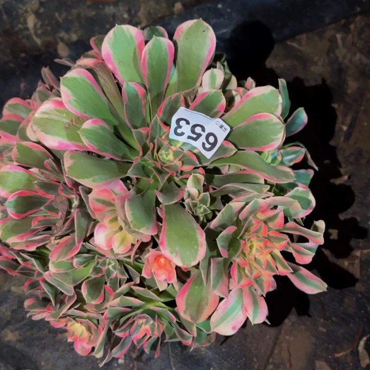 653花样年华多肉植物不售后