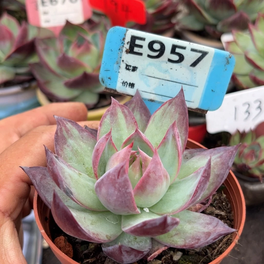 惊鸿仙子多肉植物957