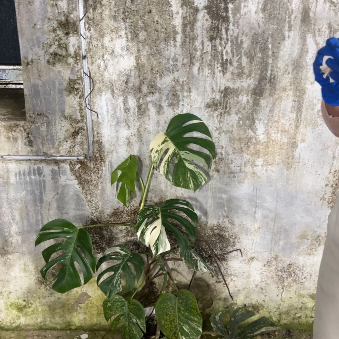 哟***咦完全开放一物一拍