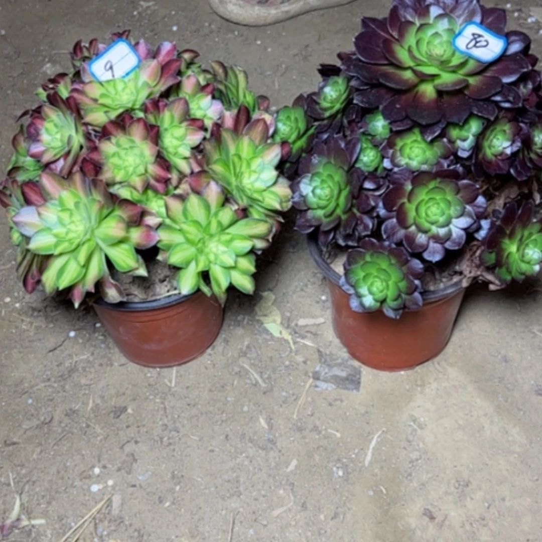 【闪购商品】浩**麻多肉植物两个80