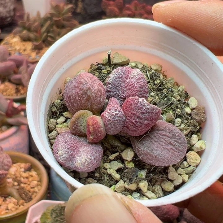 一物一拍，感谢支持