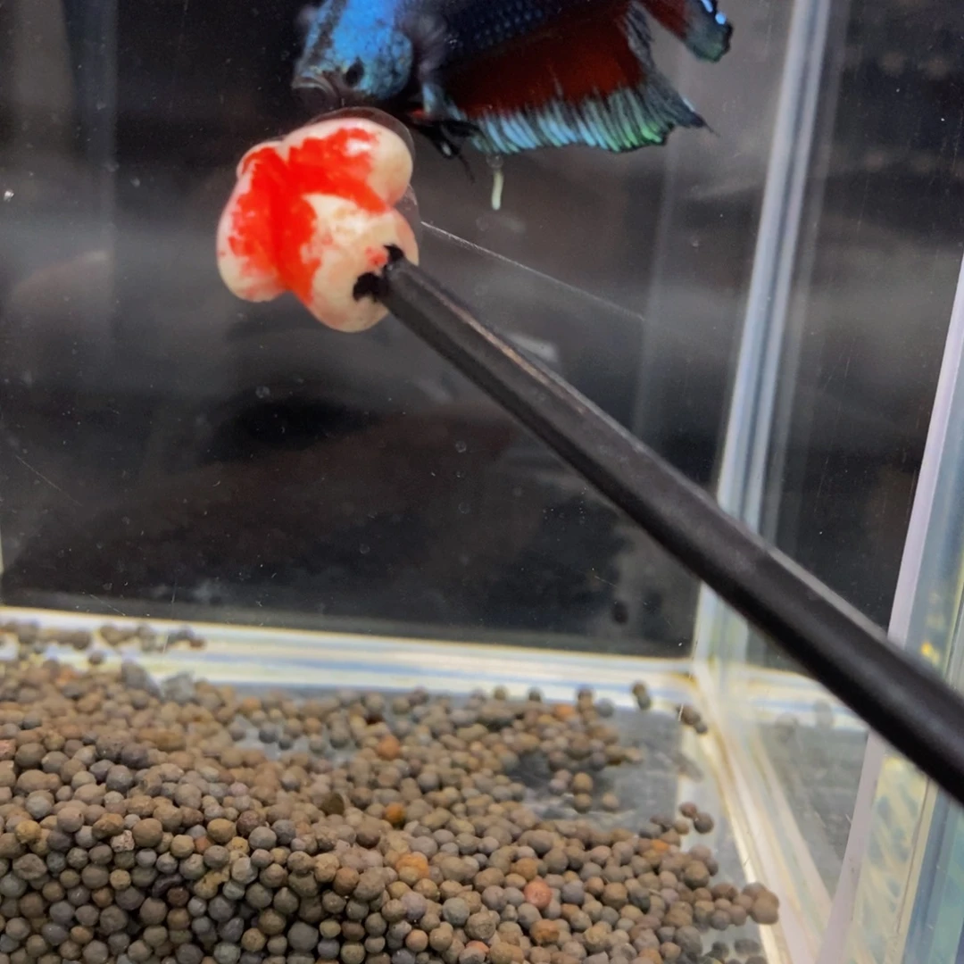 用***我斗鱼294巨斗1星111