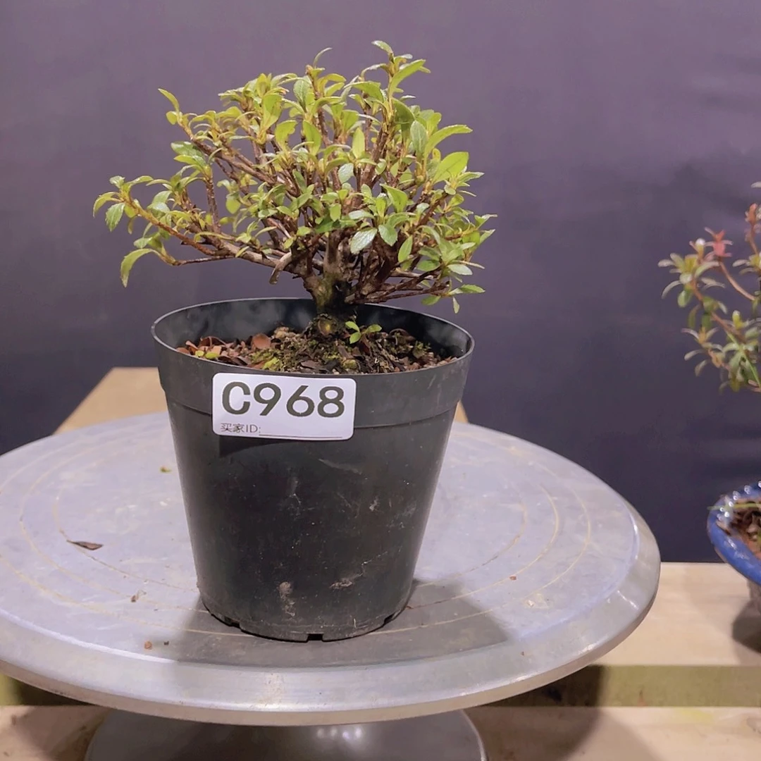 红陶直播时间一直一直