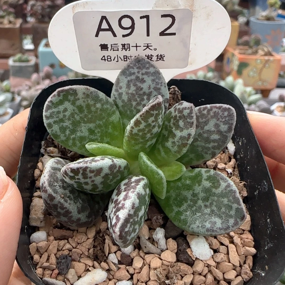 黑花马蛋。     912。