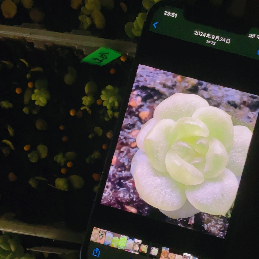 青柠芝麻苗一个满25包邮