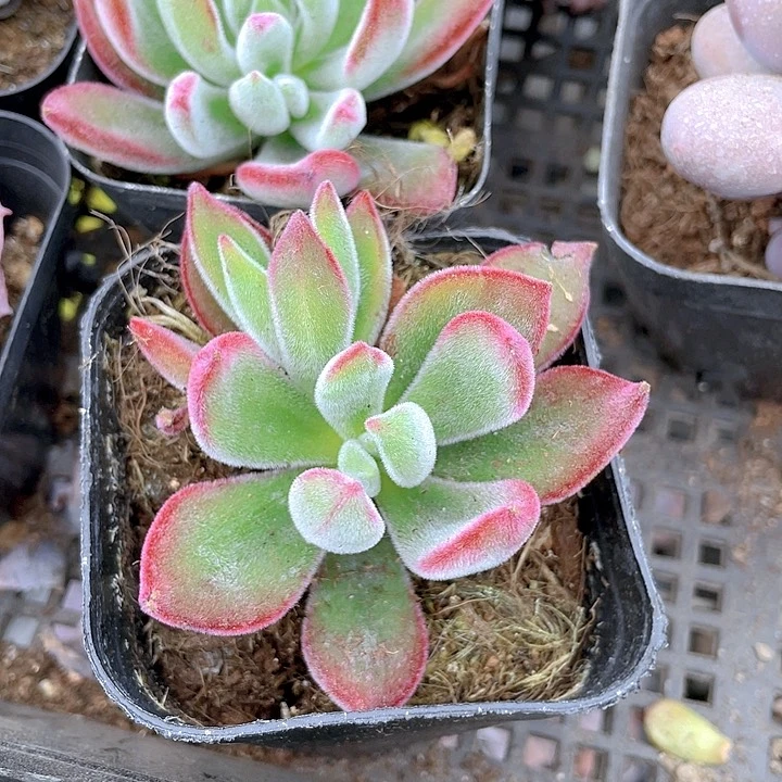 锦晃星2.8带盆土