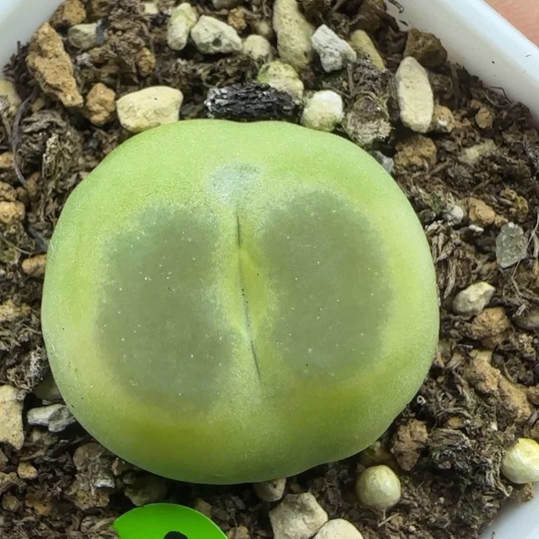 拉登2.4+多肉植物817