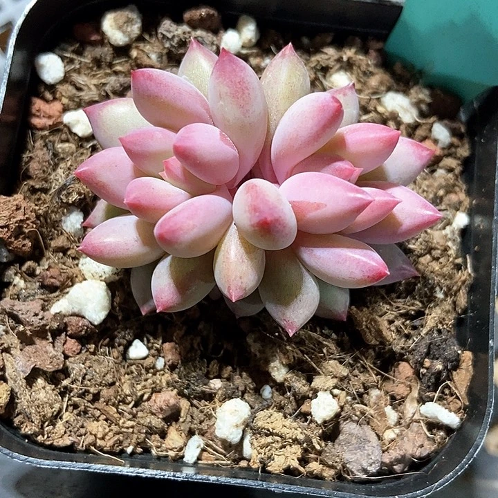 多肉植物虞美人809