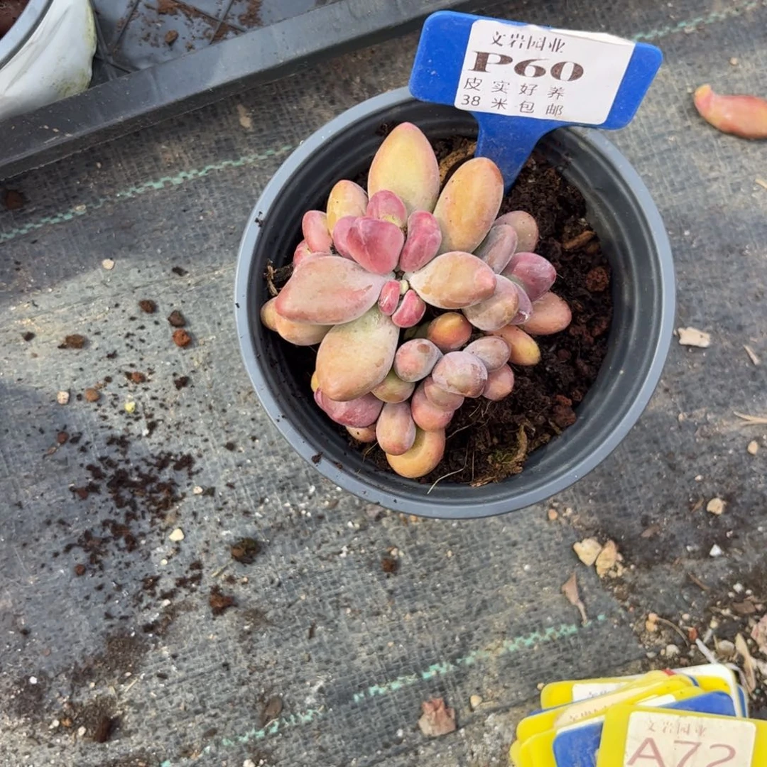 清**山多肉植物1111芒果奶111111