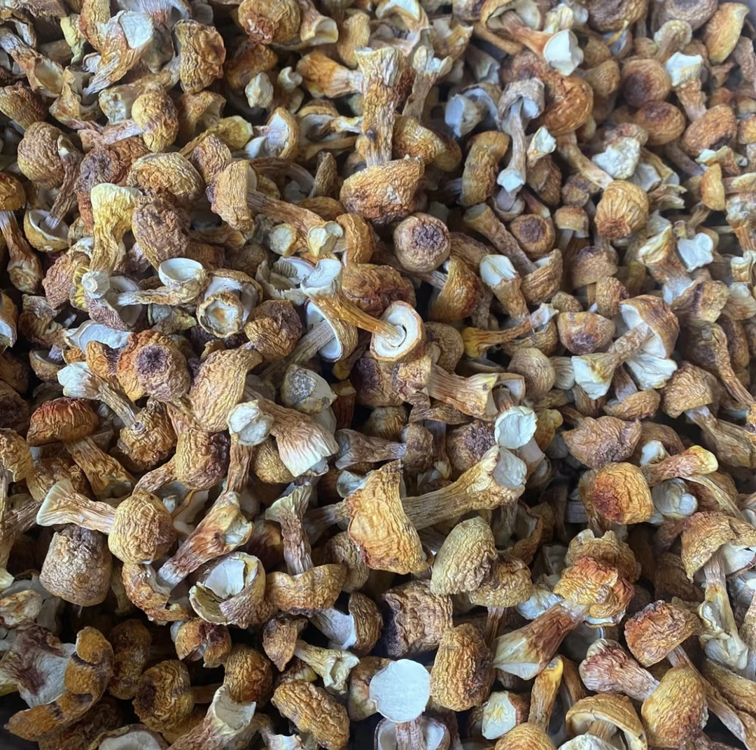 农家新货姬松茸 新菌 农家干货250g