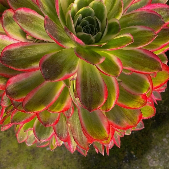 海王一颗多肉植物