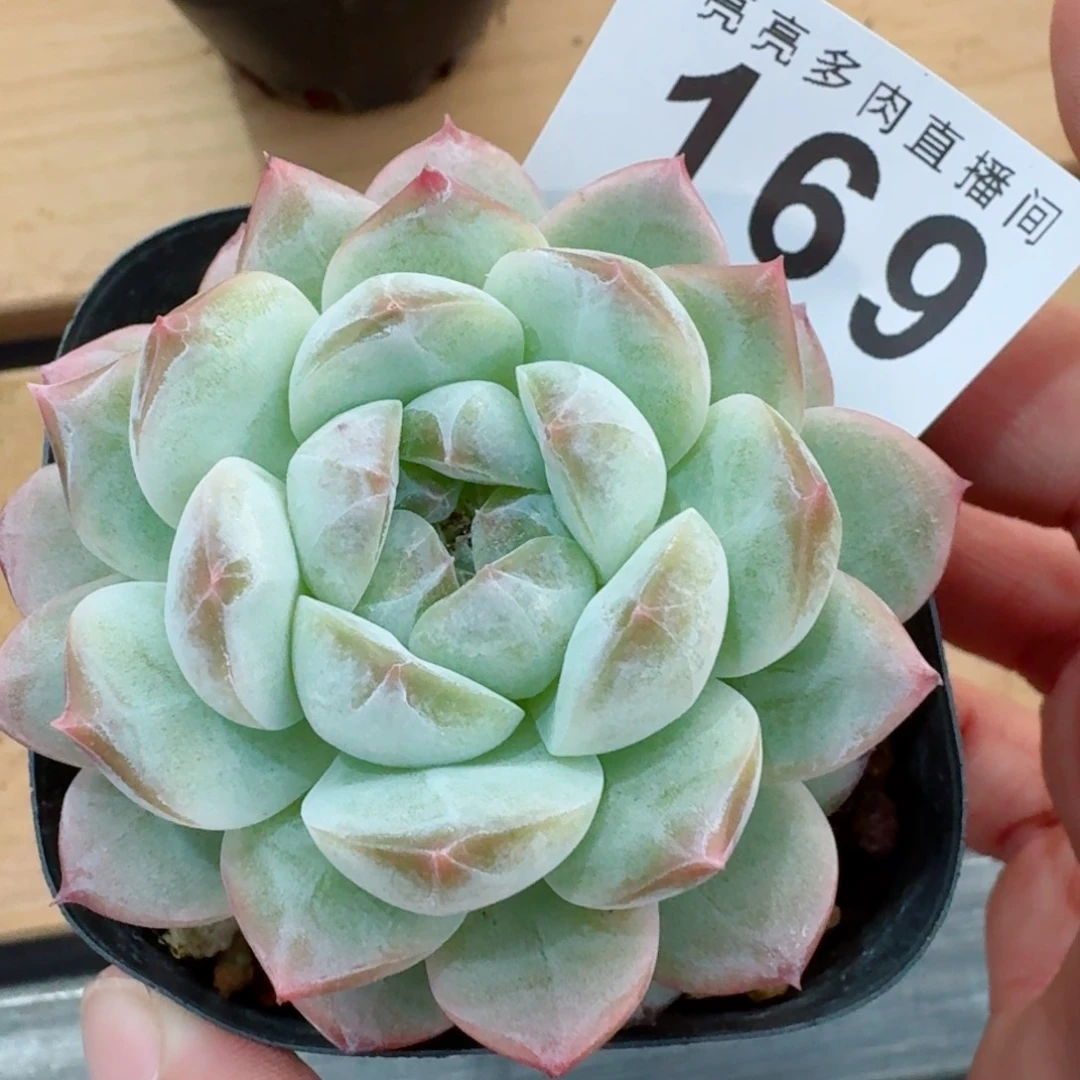 宽叶白底            精美多肉植物