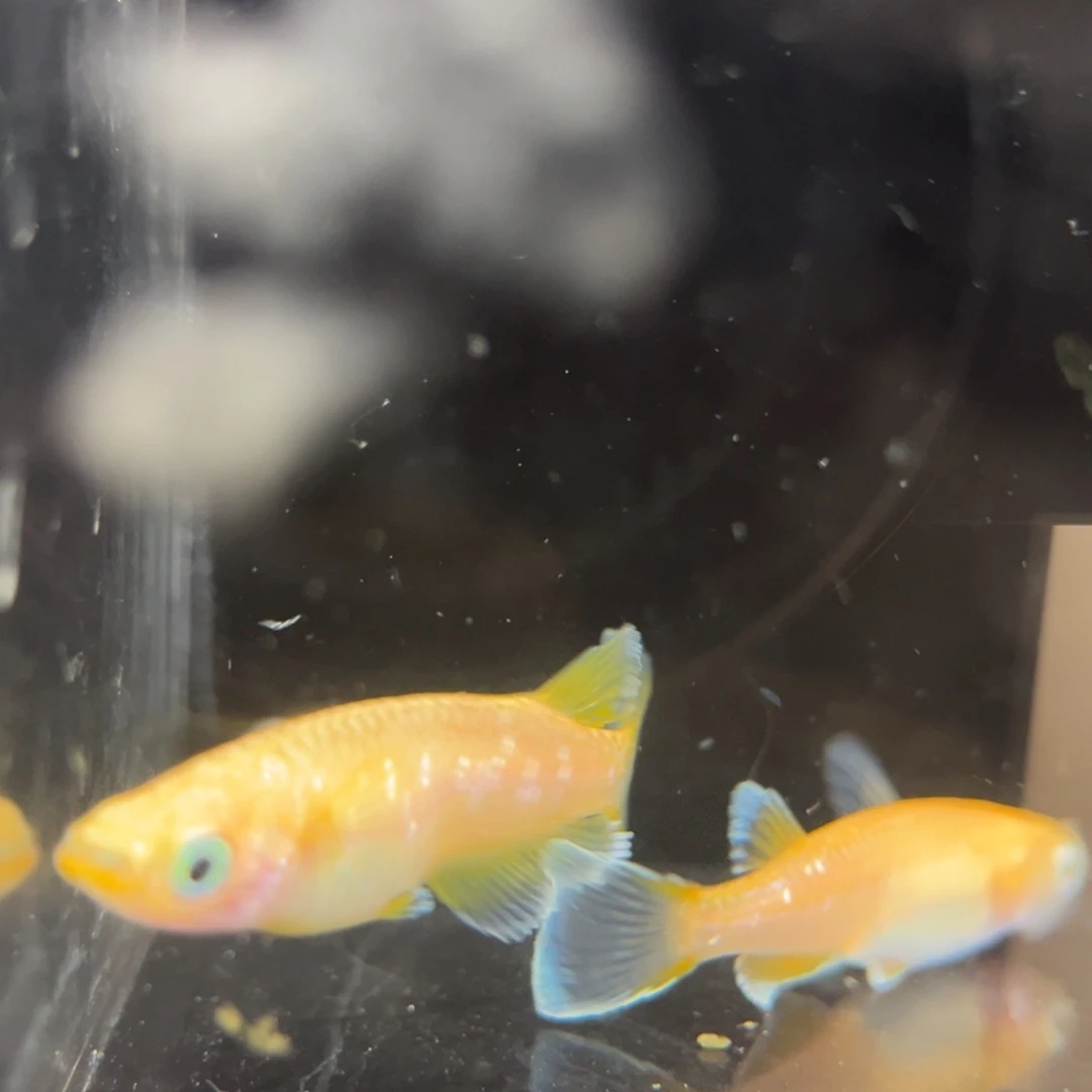 青鳉鱼279酥油灯一对