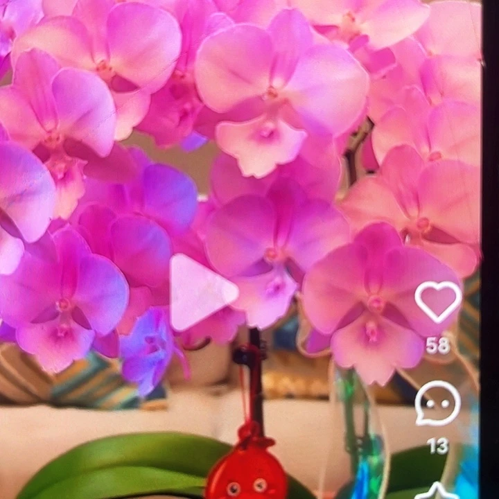 当前无花栽培后可以开花神仙姐姐2.8不带剑