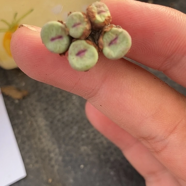 1590小红嘴一群。