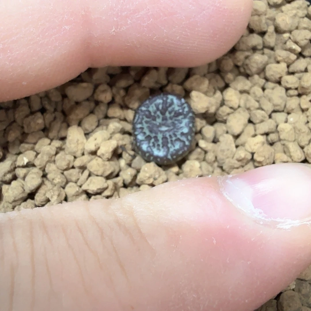 阿**dy8 阿蒙 韩国流水安贞