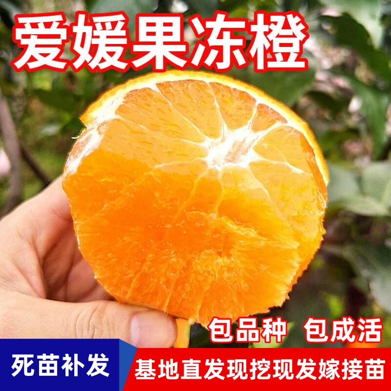 爱媛38果冻橙树苗盆栽地栽现挖苗南北方嫁接甜橙子柑橘苗当年结果