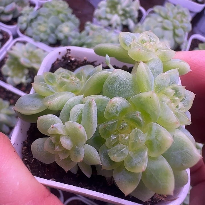 纸鸢朵朵带小缀福利