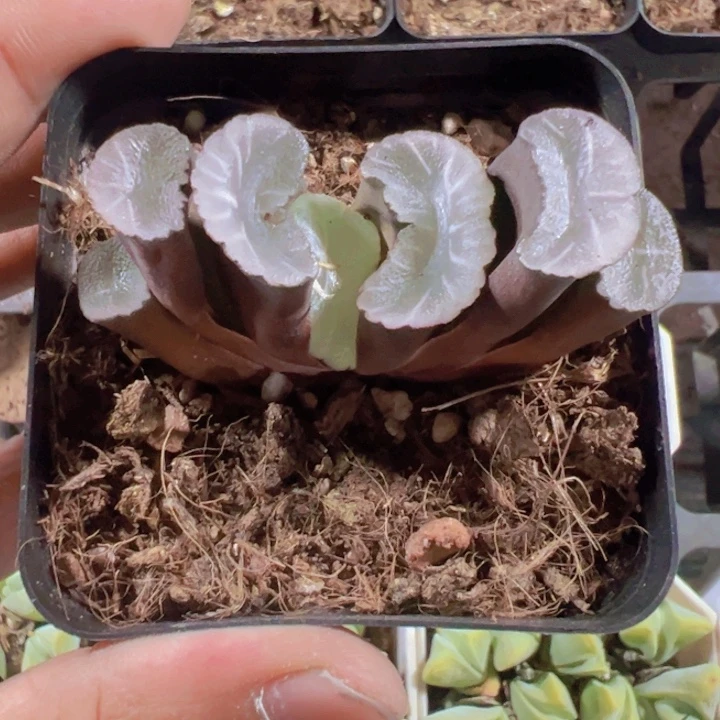 玉扇精品多肉植物大战