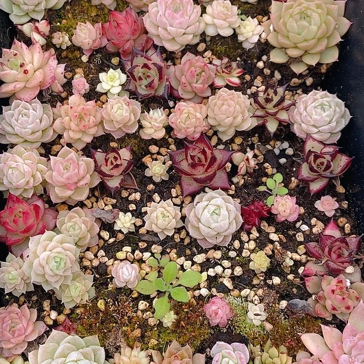 125 多肉植物盆栽花卉盆栽植物