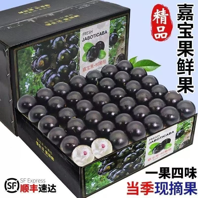 【顺丰包邮】嘉宝果新鲜应季酸甜爽口稀有热带孕妇水果新鲜饱满爆汁