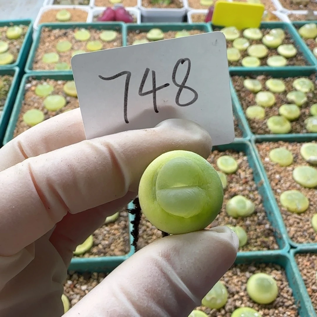 哈*多肉多肉多肉2025-748