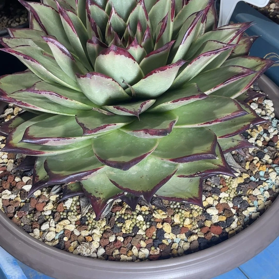 多肉植物一组一排排