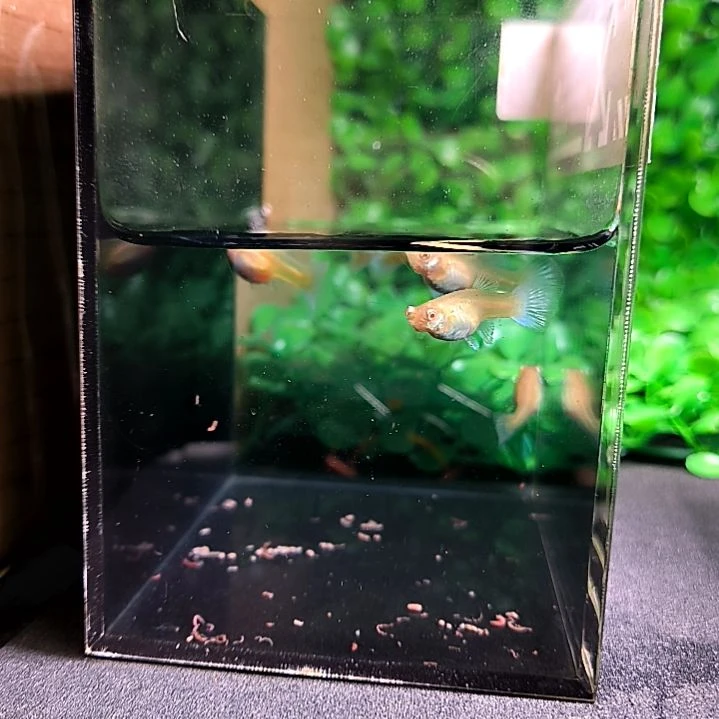 孔雀鱼蓝，白天空蓝。三公五母，带胎带孕。