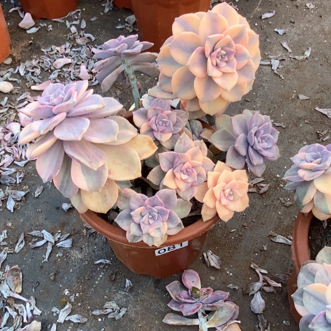 &**&081 一物一拍紫乐锦